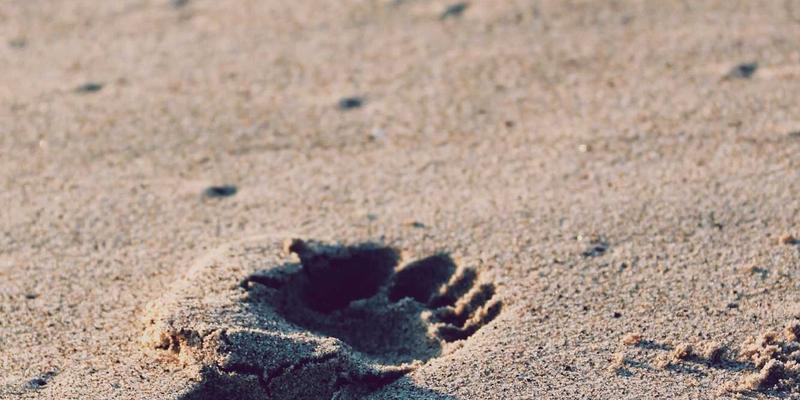 从Acoustics90到卓越音质：声学处理与放大器协同优化的完整指南