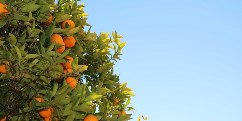 音乐厅声学设计的科学与艺术：从声学处理到放大器工程的完美交响